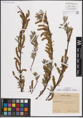 Foto von Salix eleagnos Scop.